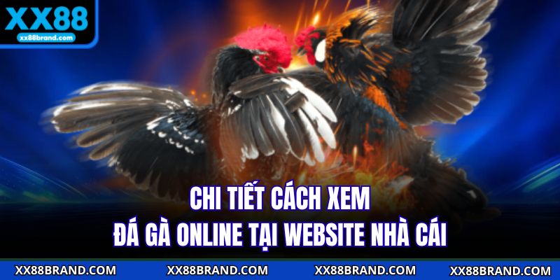 Chi tiết cách xem đá gà online tại website nhà cái